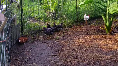 No More Cockerels... They're Roosters Now!