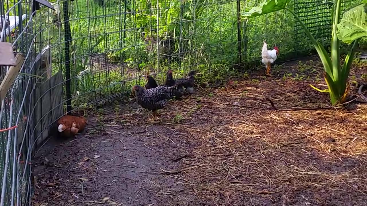 No More Cockerels... They're Roosters Now!