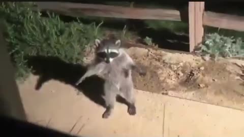 Raccoon Reaction