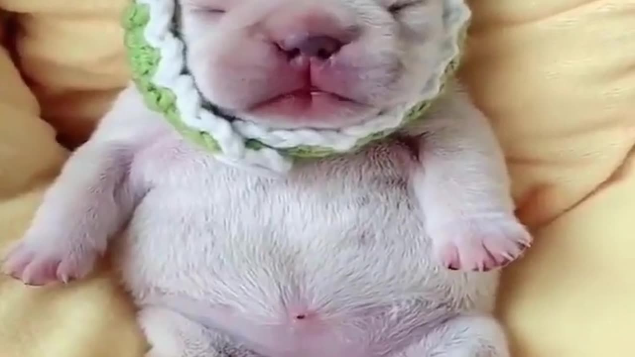 Cute baby dog puppy dog ...........................