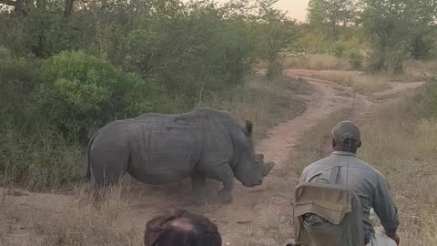 Rhino Keeps Tourist on Their Toes