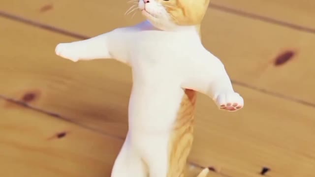 Adorable cat loves to dance