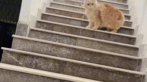 Cute cats fight | animal lovers | cats lover | cats affair