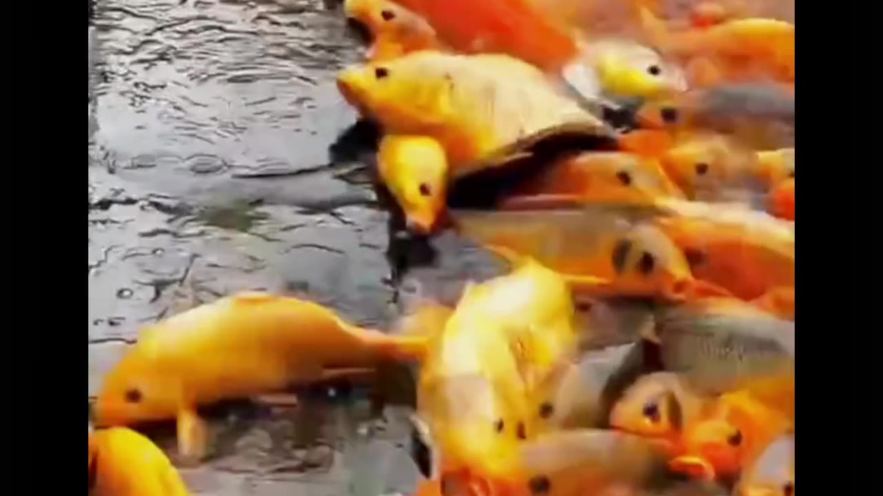 Beautiful fish