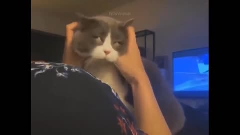 Funny cat's Cute reaction 😄 part 3