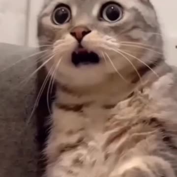 Fanny cat videos | kitty cat video | Cute cat videos | Pet Animal video |