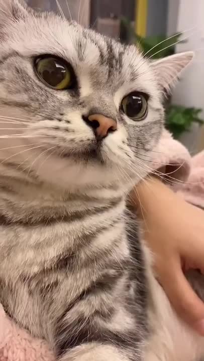 Cute Cats and Funny Animals Compilation