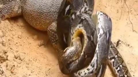 Snake Gives Up Head Then Begins The Constriction