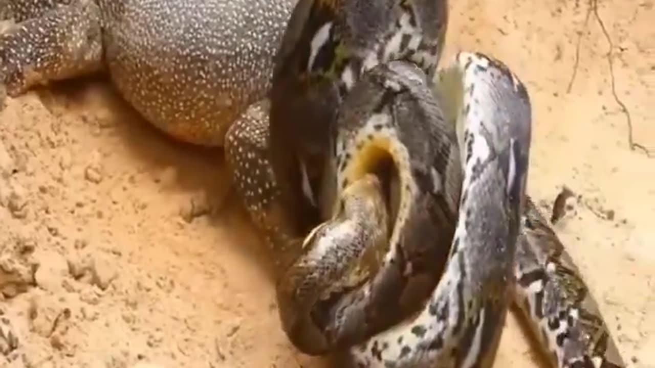 Snake Gives Up Head Then Begins The Constriction