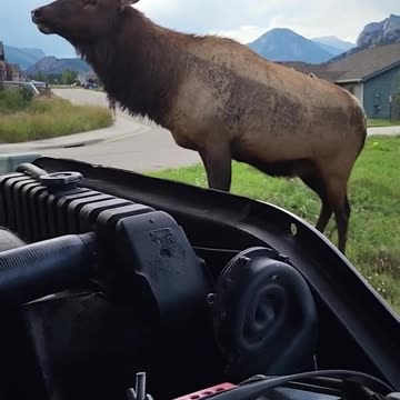 Aggressive bull elk charges truck in Colorado encounter #shorts