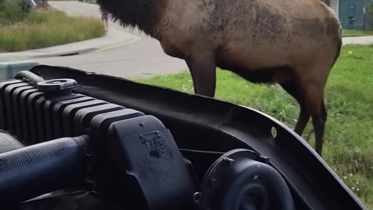 Aggressive bull elk charges truck in Colorado encounter #shorts