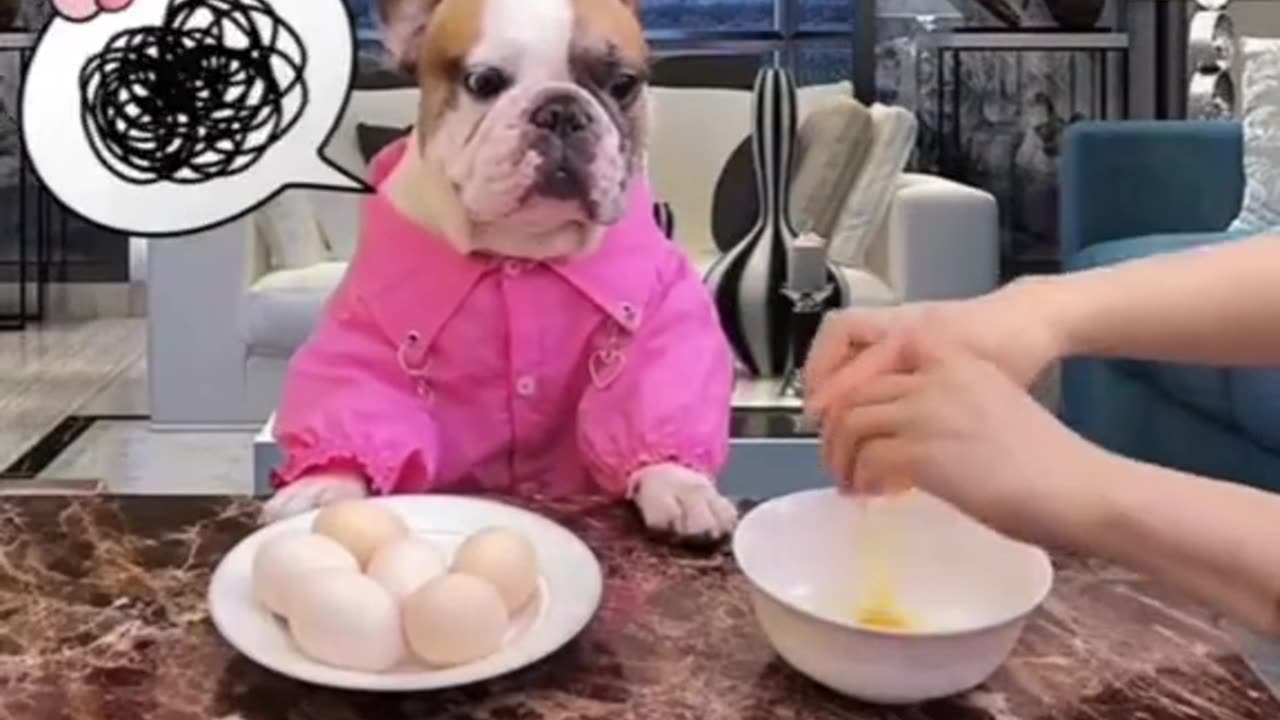 Funny Animals 08
