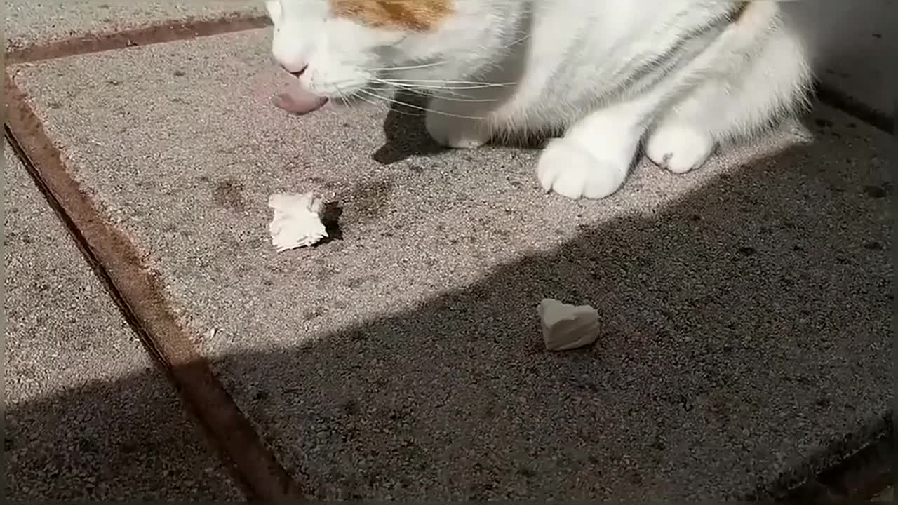 Cats Eating Chicken