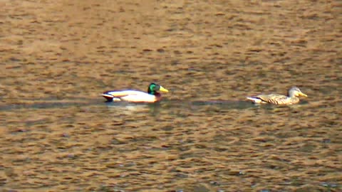 Ducks