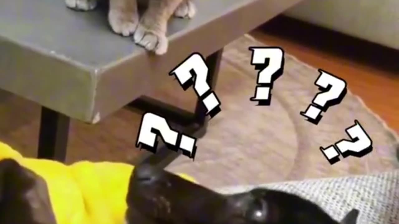 Cat and dog also friend