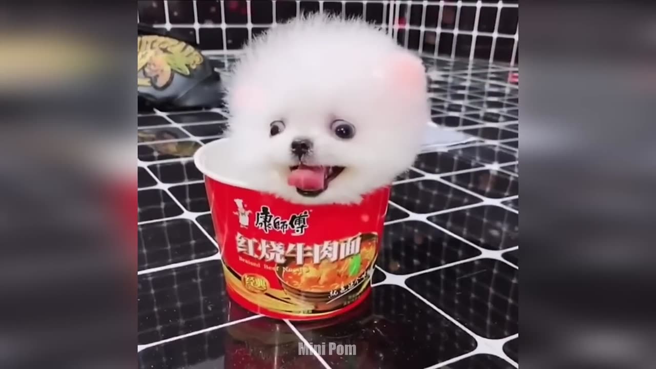 Pomeranian Dog : Funniest And Cutest Pomeranian Dog Videos Compilation