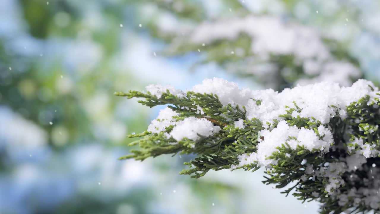 Snowflakes on a pine forest in winter