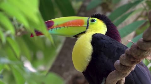 Beautiful birds sound