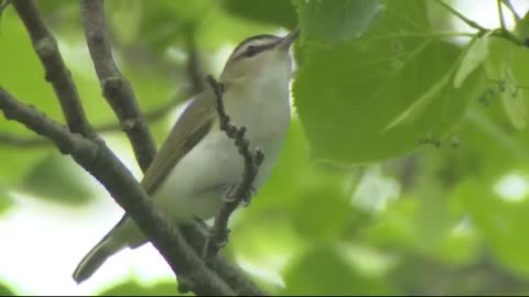 Sing a Song Red-eyed Vireo | #funnypets Rumble