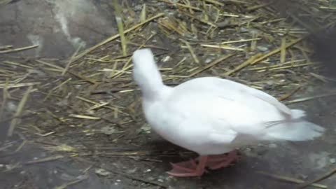 Blue Silkie chicks (1)