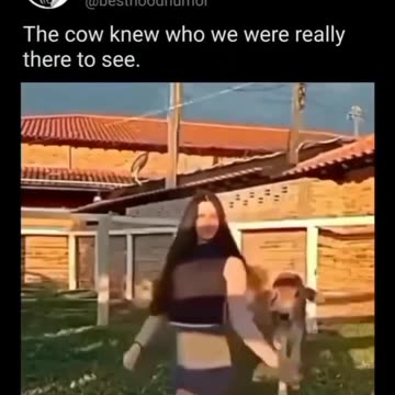 Shorts - Cow Mimic