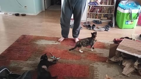 He caught himself a cat