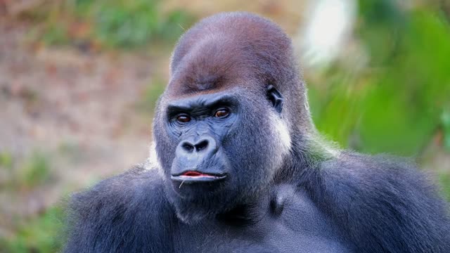 Forest animals gorillas eating