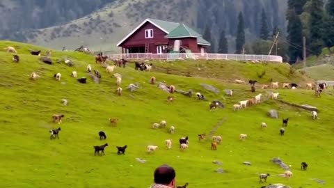 India Kashmiri