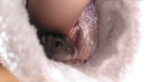 CUTE HAMSTER HIDES