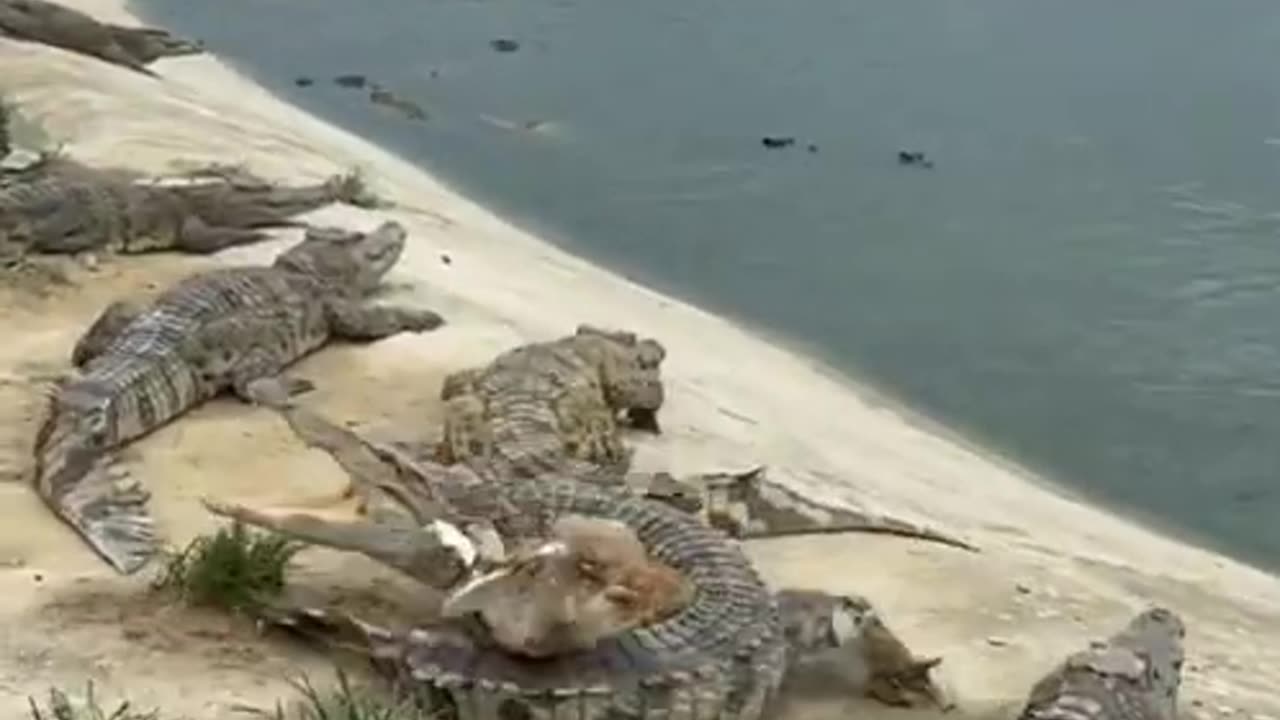 Crocodile loses opportunity