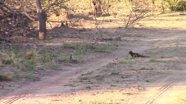 Snake and Mongoose 😱😱