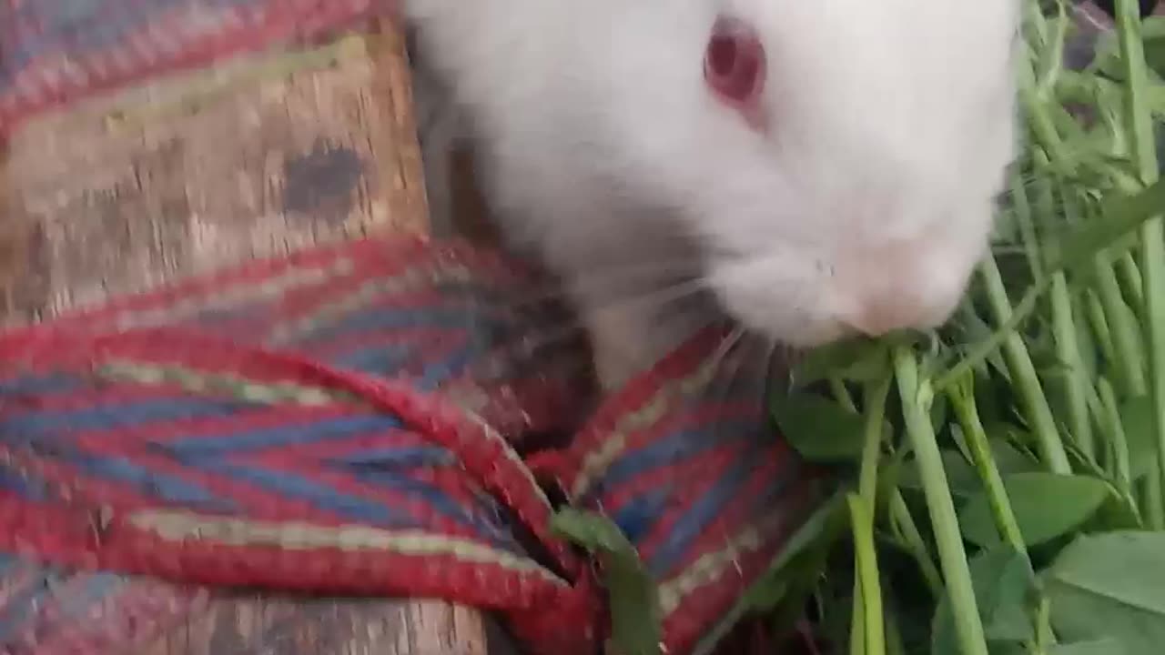 Eating grass