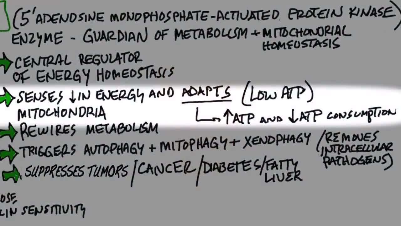 DrBerg-AMPK, Mitochondrial Protector