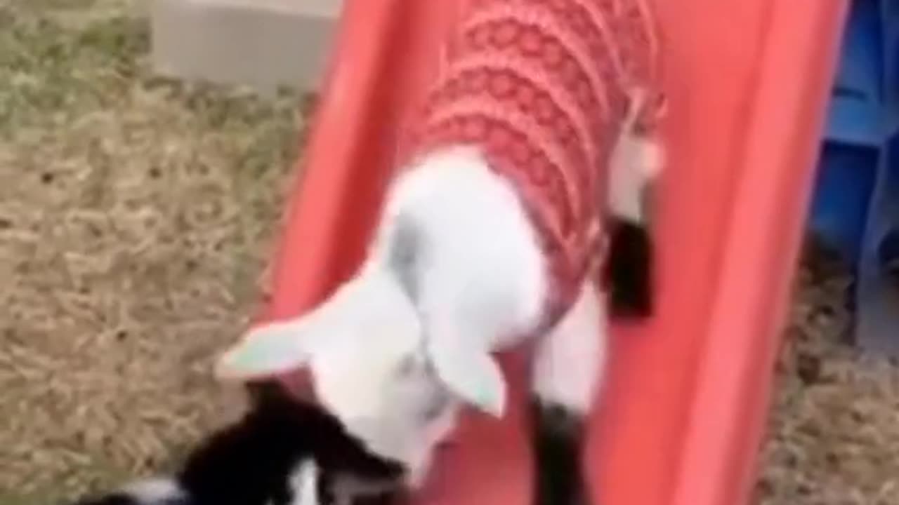 FUNNY ANIMALS