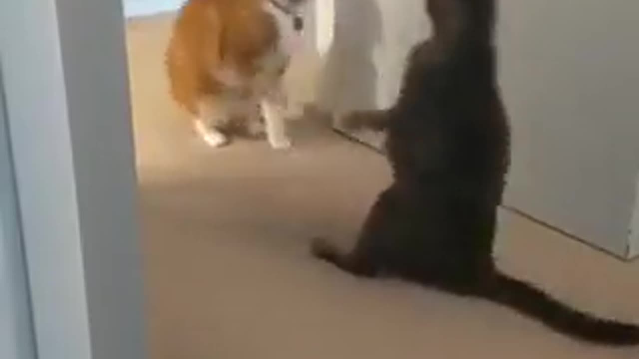 This is the cutest thing you'll see today 😻 # 13 #viral