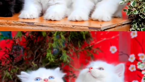 cat keety