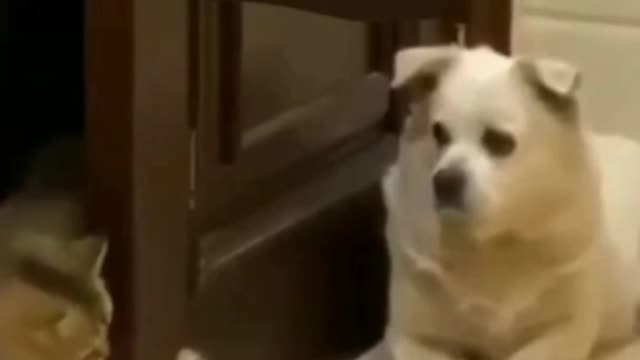 Cat vs dog fight how to win funny dog and cats