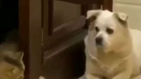 Cat vs dog fight how to win funny dog and cats