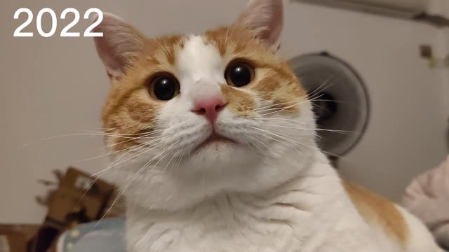 A kitten that has grown for a year
