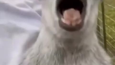 😍😍😇😇 Funny Animal Video 2022 #short