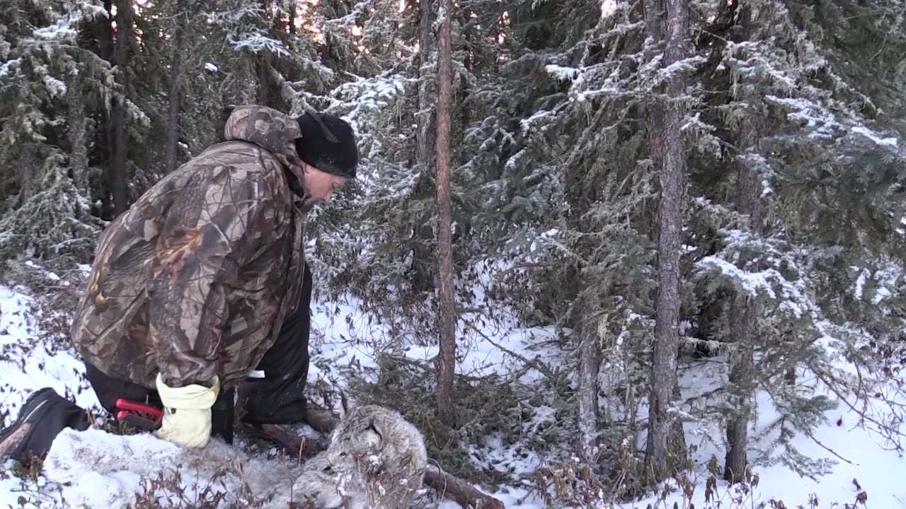 Trapping Inc Season 3 Episode 11 Lynx snaring!