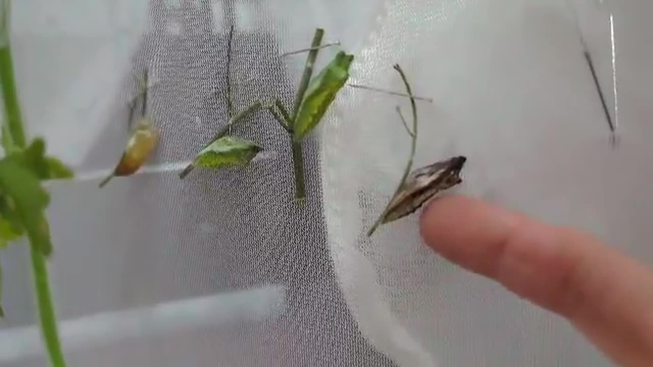 Eastern Black Swallowtail Chrysalis