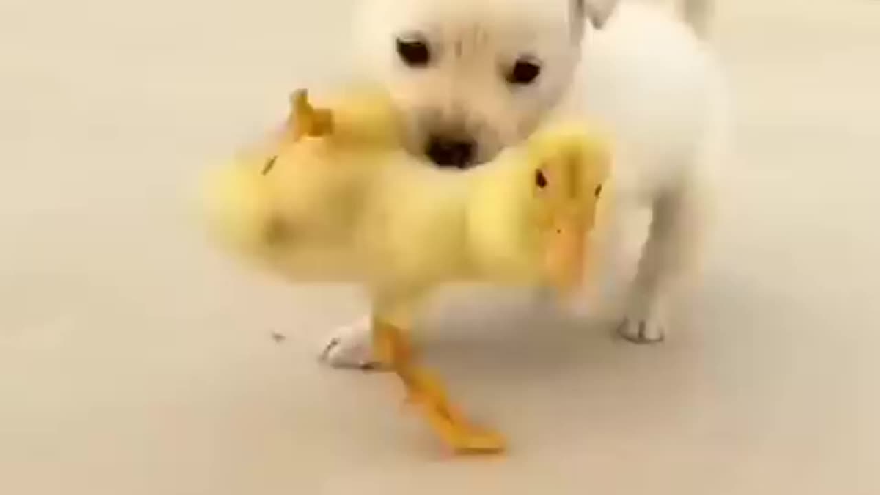 Best Moment Dog And Little Duck