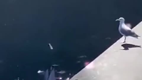 Dolphin trolling a bird