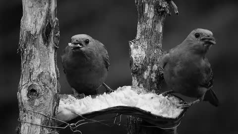 Black And White Birds Nature Fauna Colombia