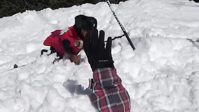 Crusoe the Avalanche Rescue Dachshund!