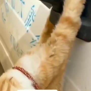 Cat Stuck in Rearview Mirror🙀