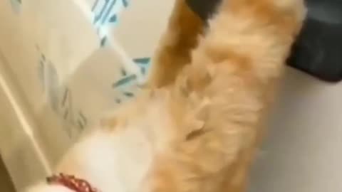 Cat Stuck in Rearview Mirror🙀