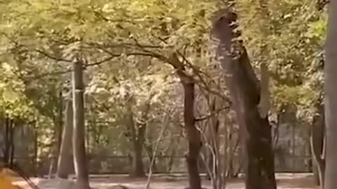 Deer vs. excavator.