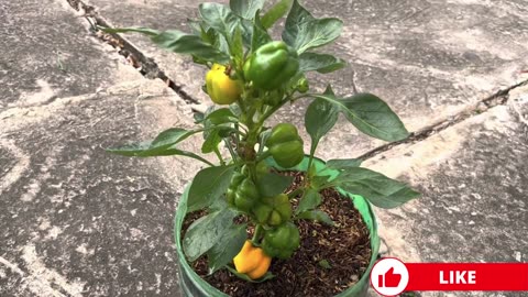 How to Grow Bell Peppers in Pots